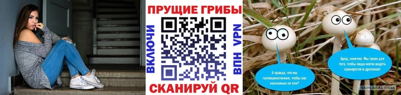 дарнет шоп  Ржев  Псилоцибиновые грибы Magic Shrooms 